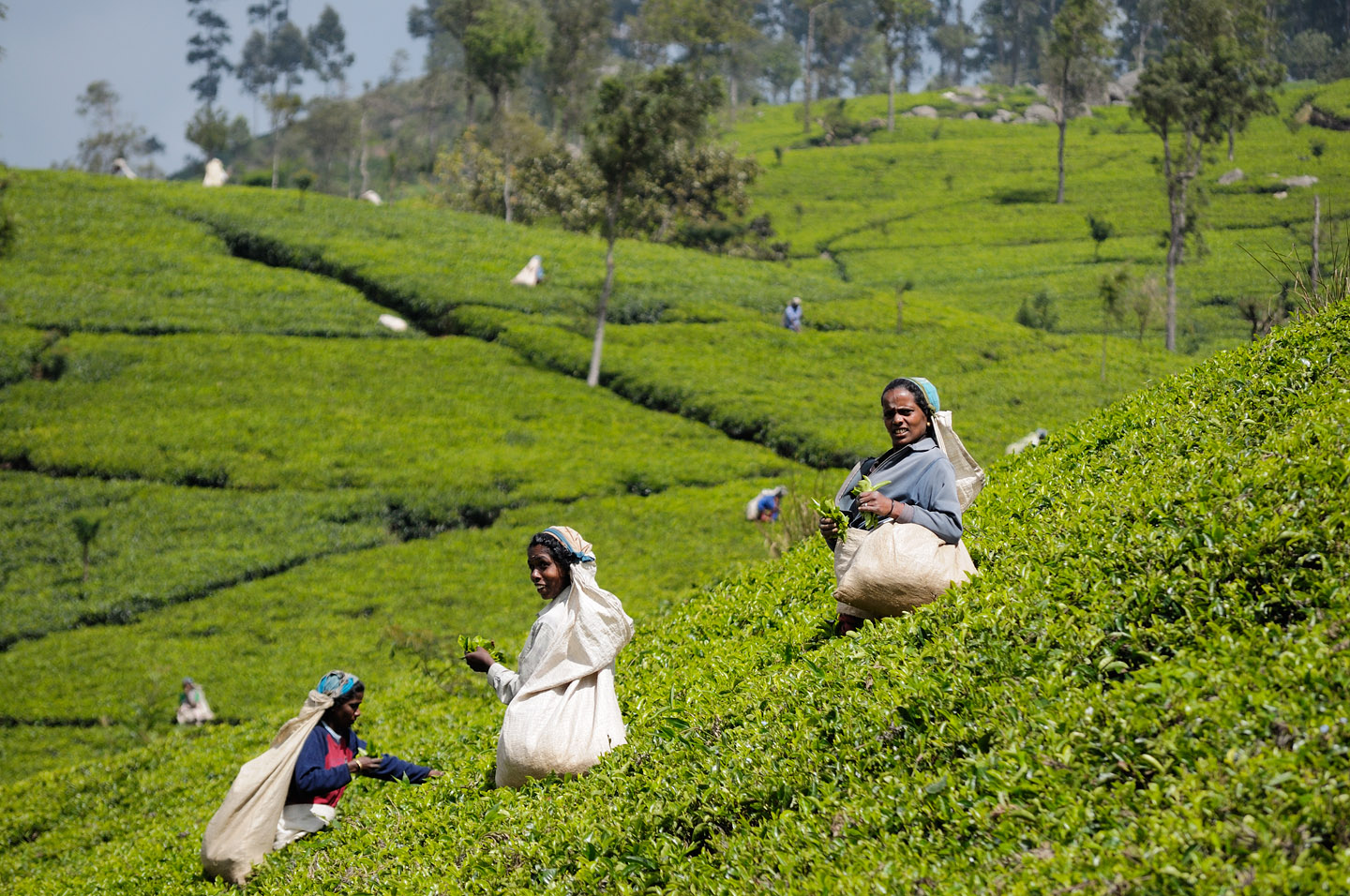 Tea plantation